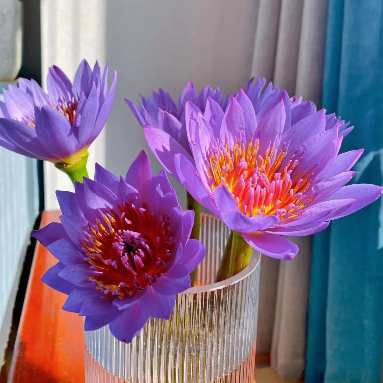 water lily bud hydroponic fresh cut flower living room buddha flower arrangement fresh straight hair indoor hydroponic cut bouquet lotus wholesale