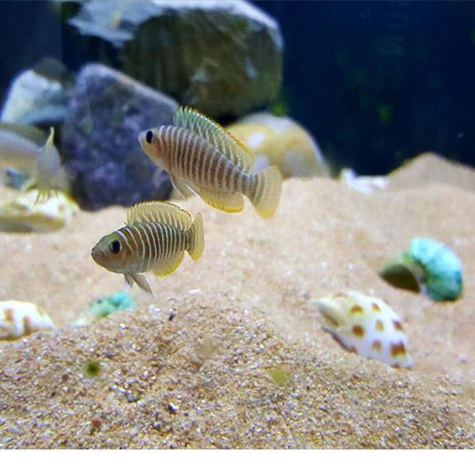 Natural Shell Conch Decoration Starfish Handmade Diy Fish Tank Aquarium Deck Landscaping Children's Toy Small Gift