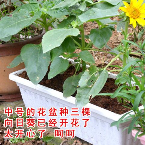 Household Planting Basin Balcony Garden Planting Vegetables Succulent Plastic Flower Pot Thickened Sun Block Extra Large Rectangular Flower Pot