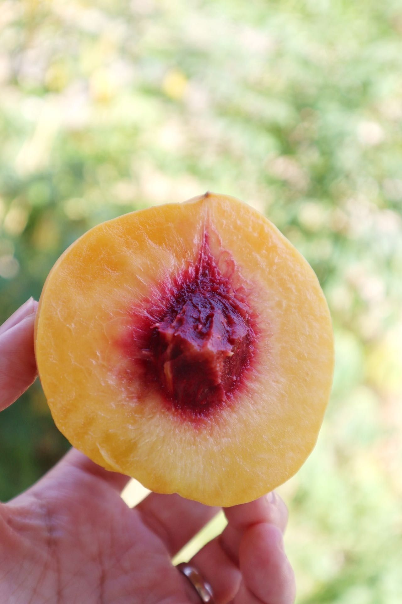 『半坡阳光·锦绣黄桃』甜蜜上市，脆软两吃的盛夏美味！