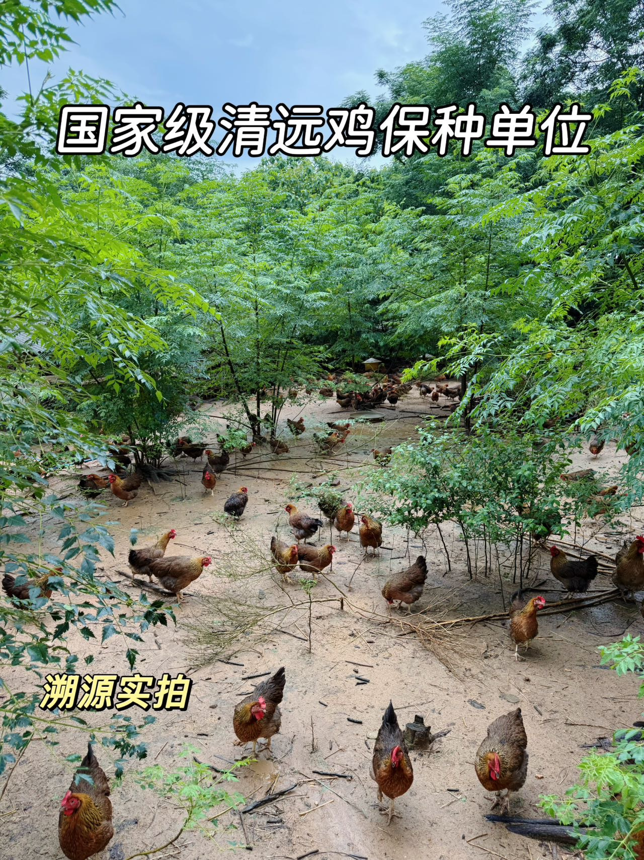 天农正宗原种清远鸡——找回记忆中的鲜嫩鸡味