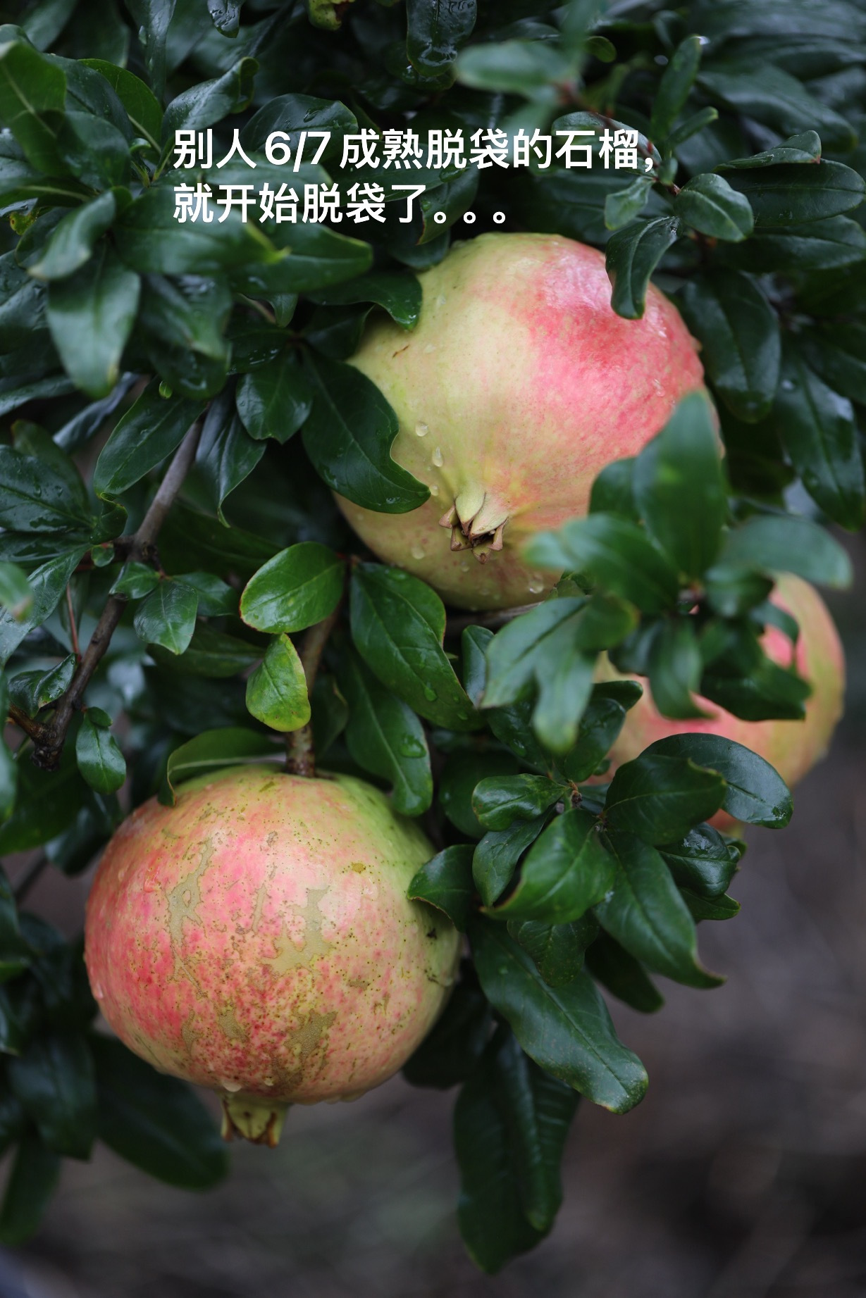 半坡阳光·突尼斯软籽石榴：一颗红玛瑙里的秋日诗篇