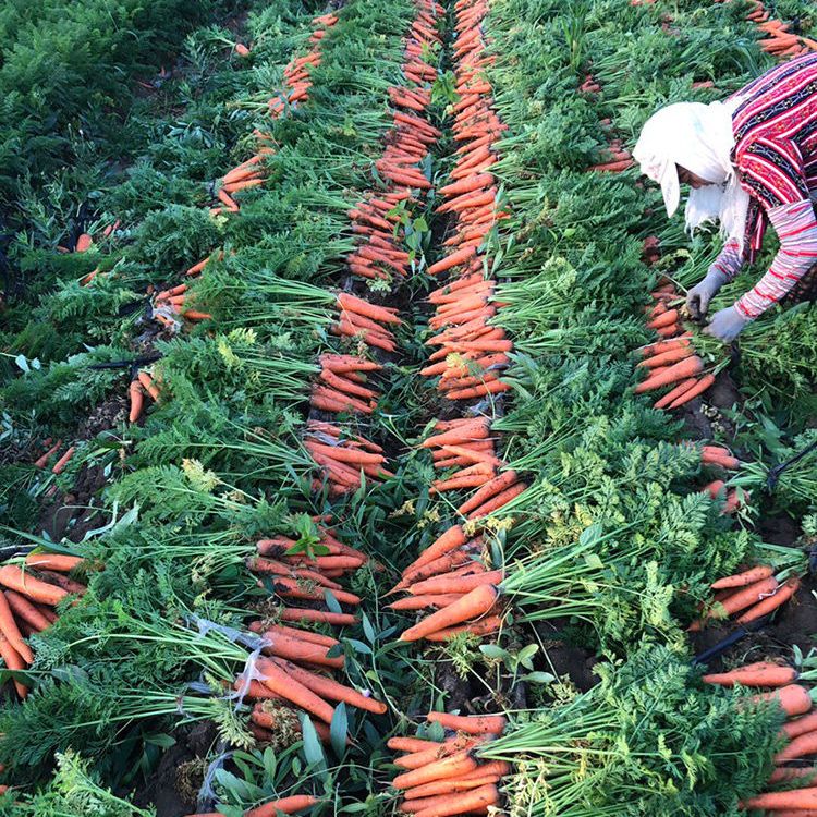 胡萝卜新鲜现挖农家自种水果胡萝卜批发生吃脆甜新鲜带泥包邮