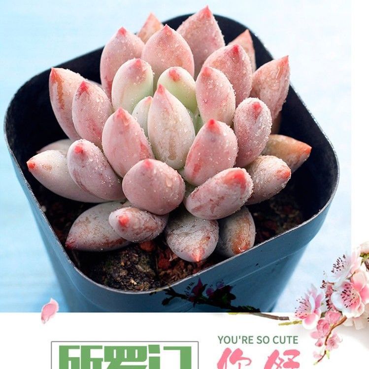 所罗门多肉植物肉嘟嘟超萌多肉天使手指韩国进口肉肉植物办公室