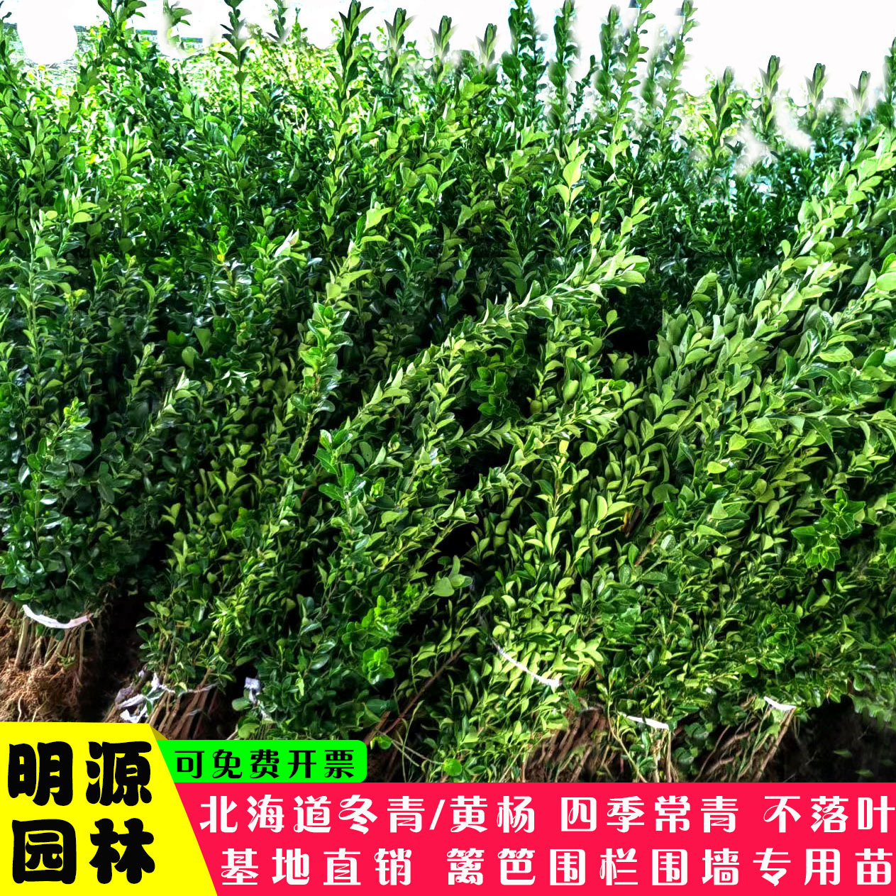 大叶北海道冬青黄杨树苗