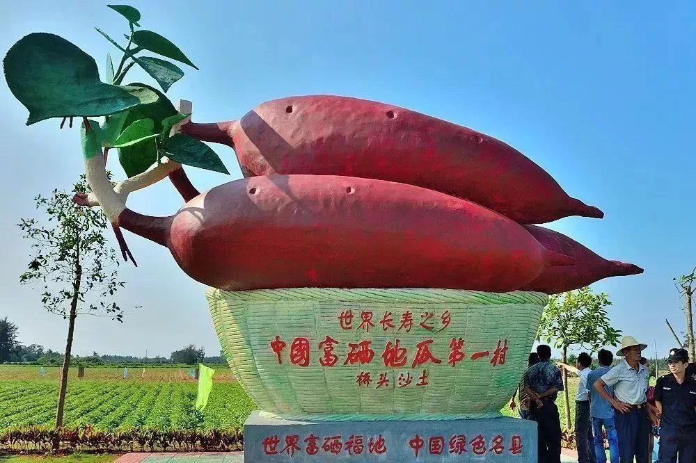 咬一口海南鸣门金时地瓜，嚼碎三百年长寿乡的阳光