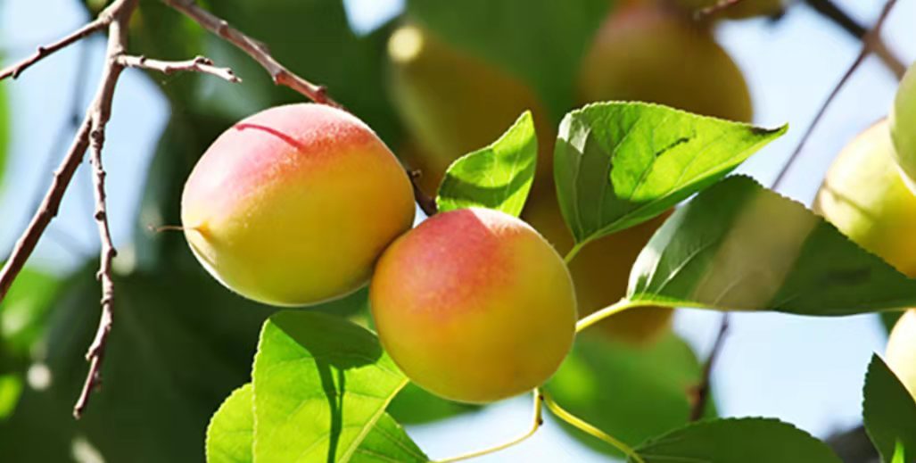 ✨尝一口阳光的味道，「古树无核杏干」带你感受自然的馈赠✨