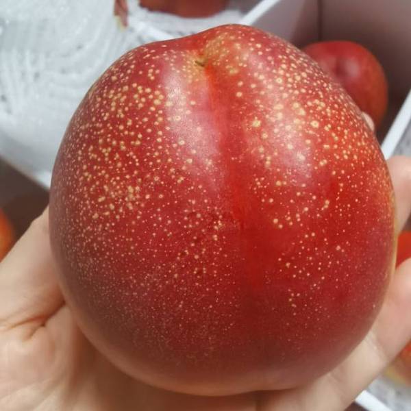 “白珠·奶油蟠桃：咬一口蒙阴山顶的月光”