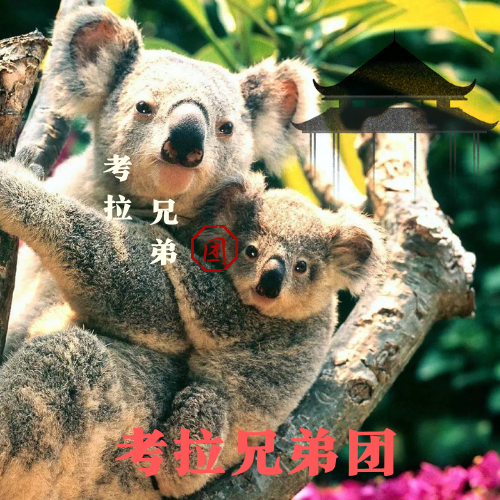 （已停用）考拉兄弟团 的封面