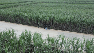 这杯”甘蔗味”的水牛奶，藏着意大利贵族与广西牧场的甜蜜邂逅
