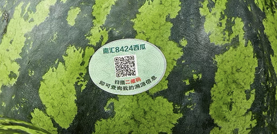 一瓜一码，南汇8424西瓜：盐碱地里长出的童年甜
