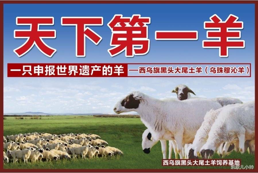 【肉肉一团】26年全面升级 介绍图