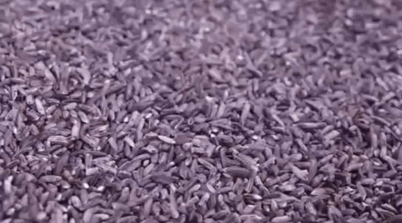 一碗“御田胭脂米”，一段山河旧梦：云南墨江紫米的滋味