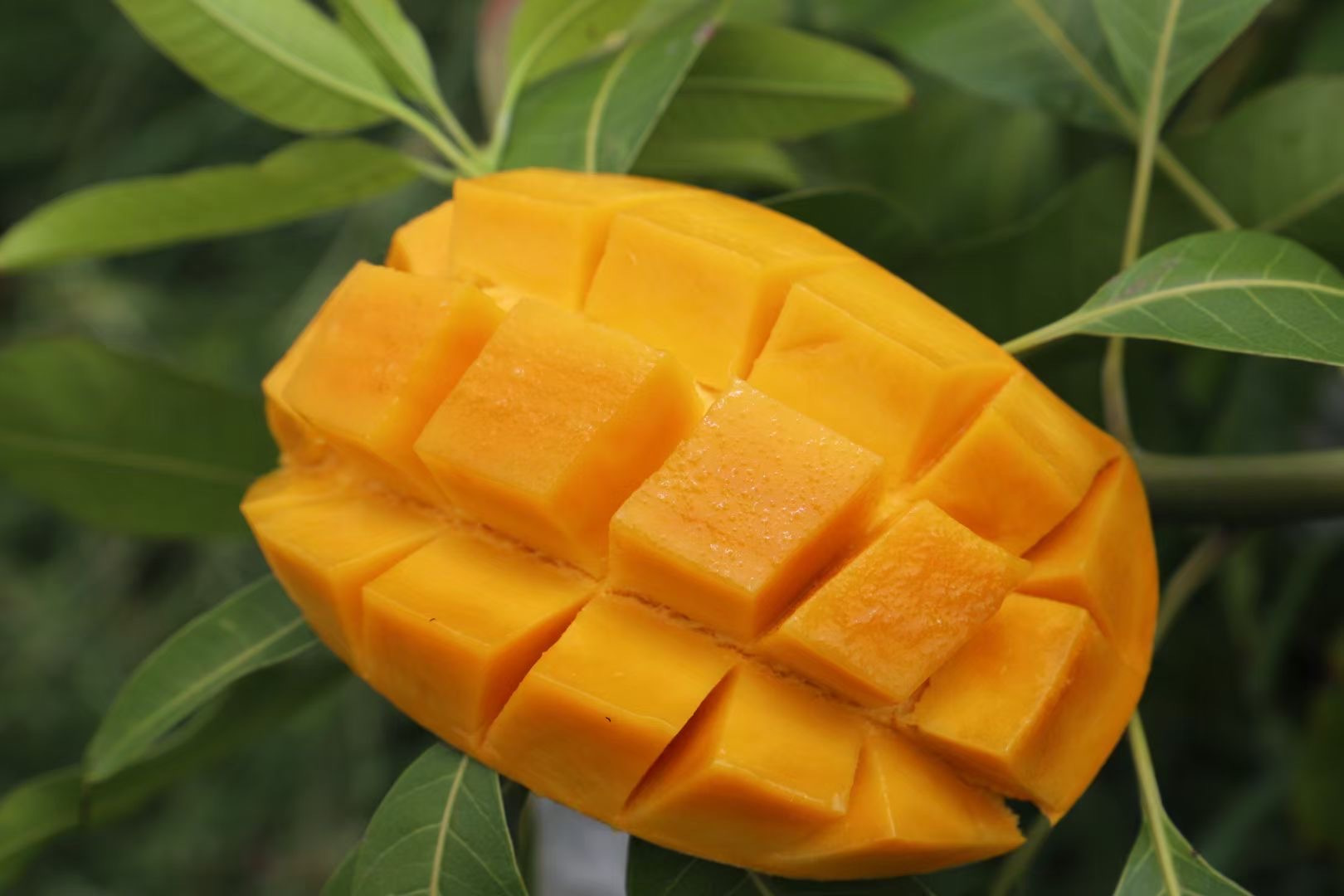 “无添加·大椰香芒果干”——一年一季的自然香甜，每一口都是阳光的味道