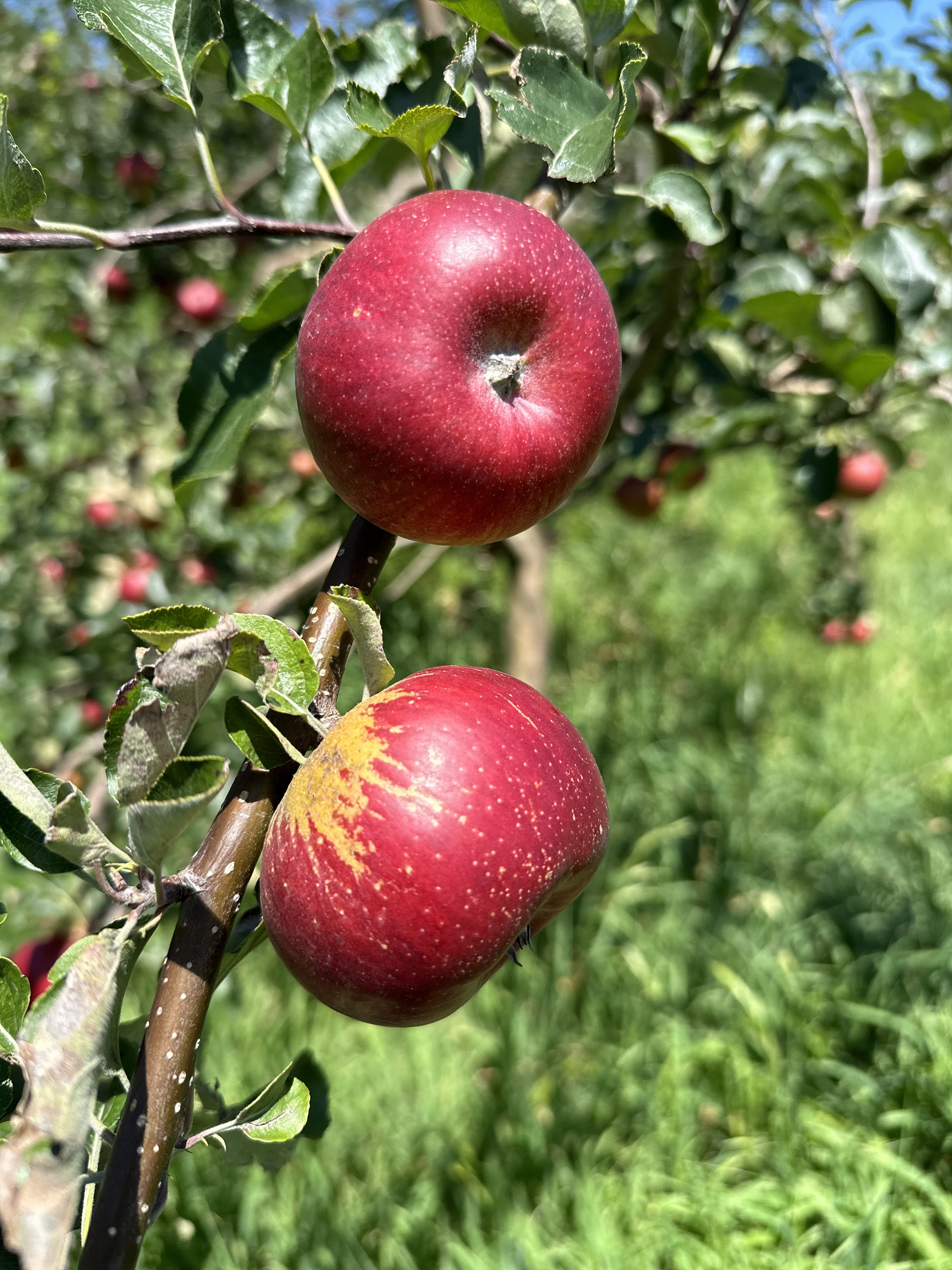 夏日必备！『云南高原生态·红露苹果』脆甜多汁，限时直降10元，尝鲜趁现在！