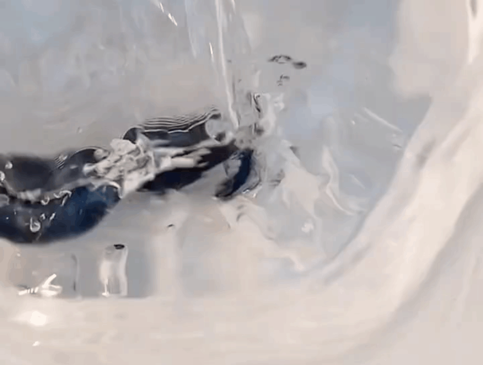 怡颗莓蓝莓：云南的蓝色甘露，口感清甜，滋养身心