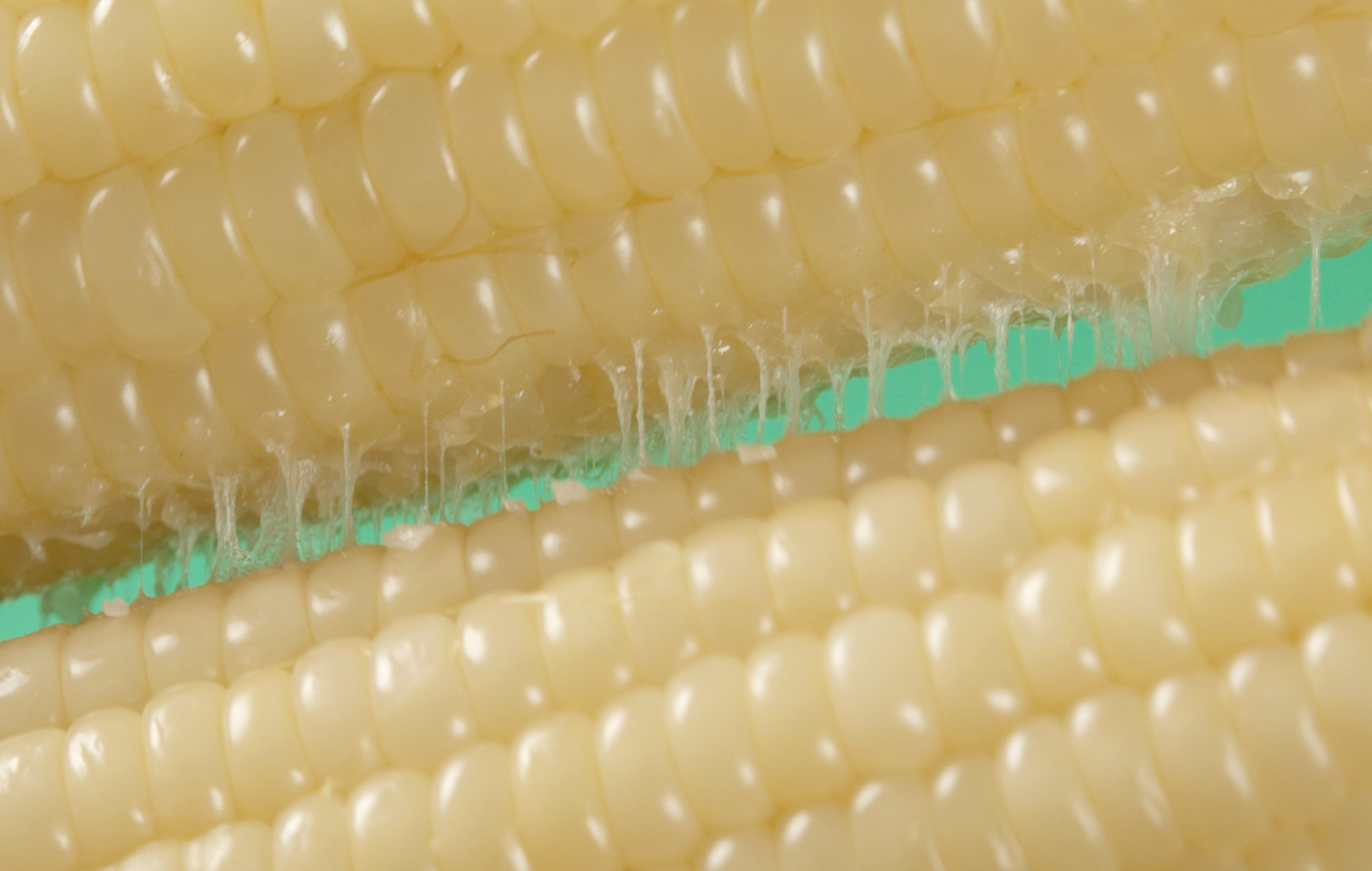 小夫妈妈有机玉米：藏在玉米里的母爱，甜在嘴里暖在心上