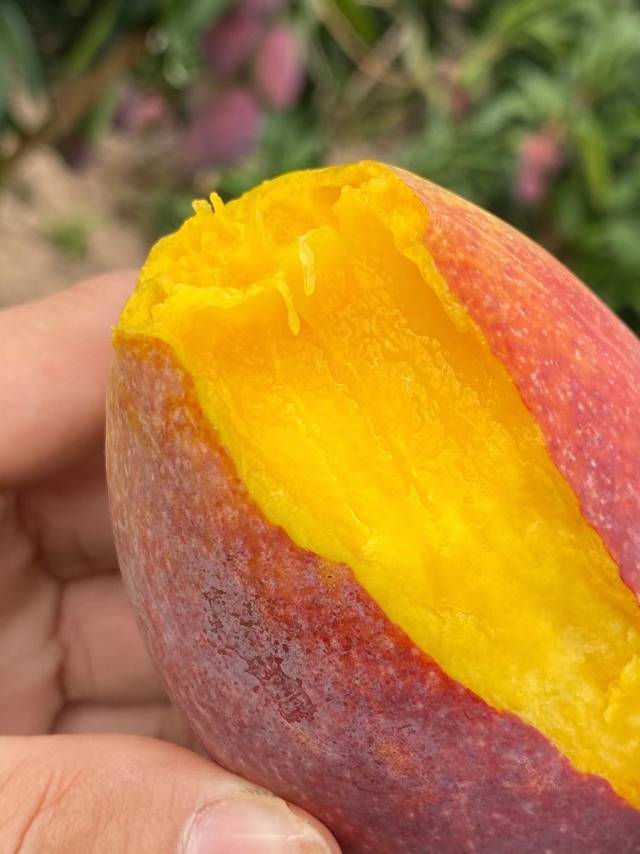 那一口彩虹般的甜蜜，叫贵妃芒