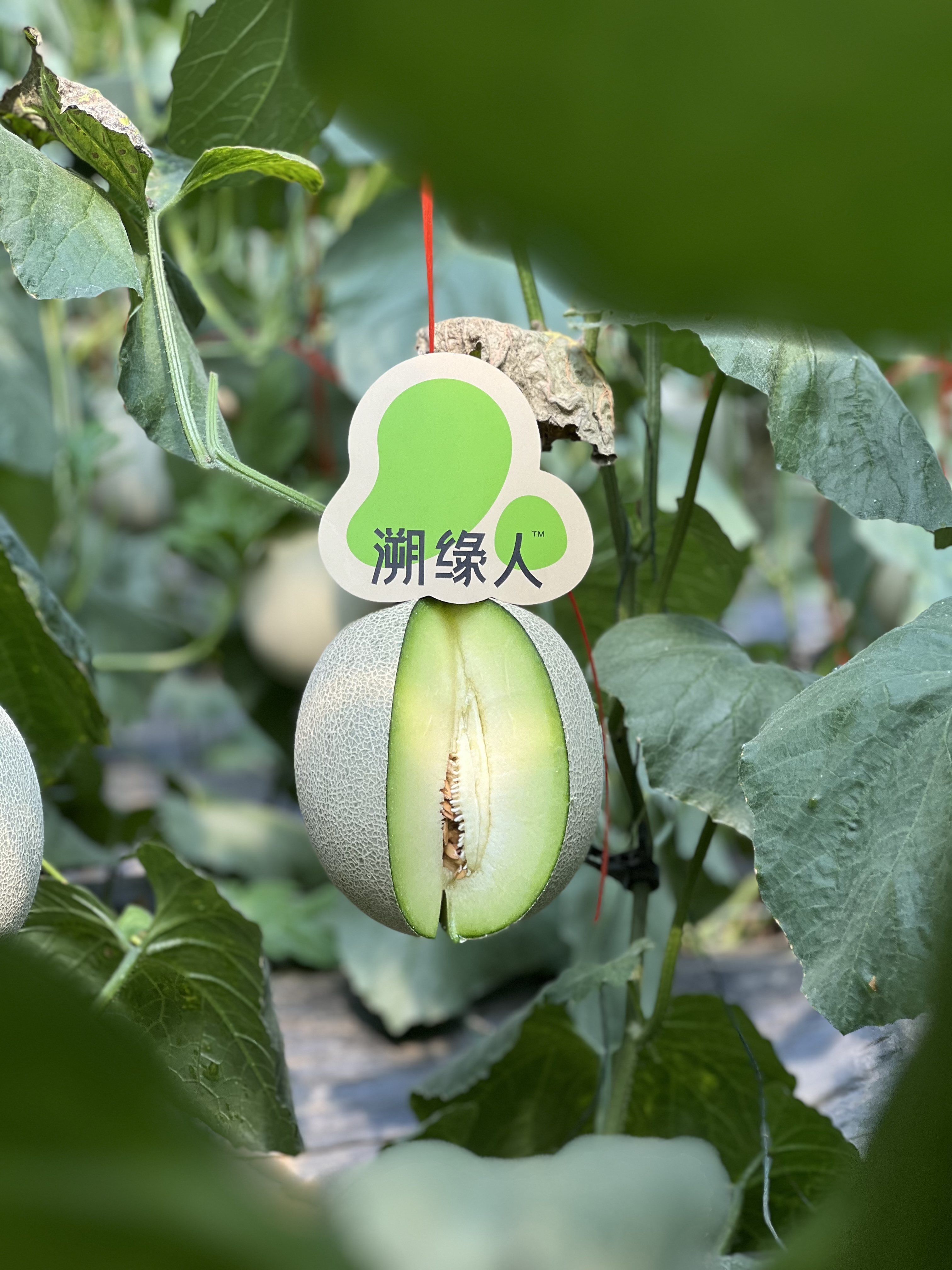 海阳网纹瓜 | 高甜度、脆软两吃，品味自然的极致甜蜜