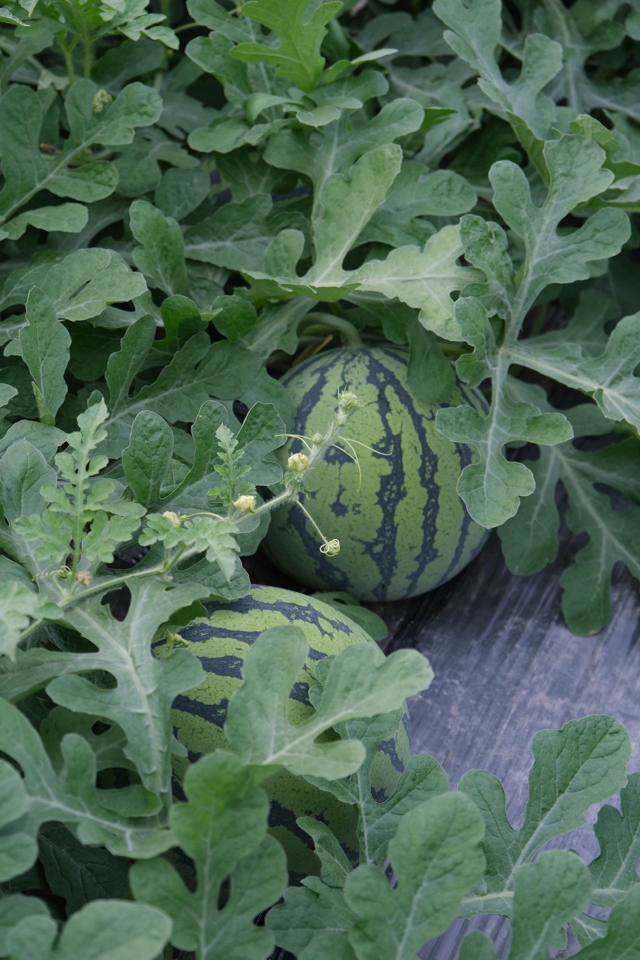 南汇8424西瓜：一串数字里的甜蜜传奇