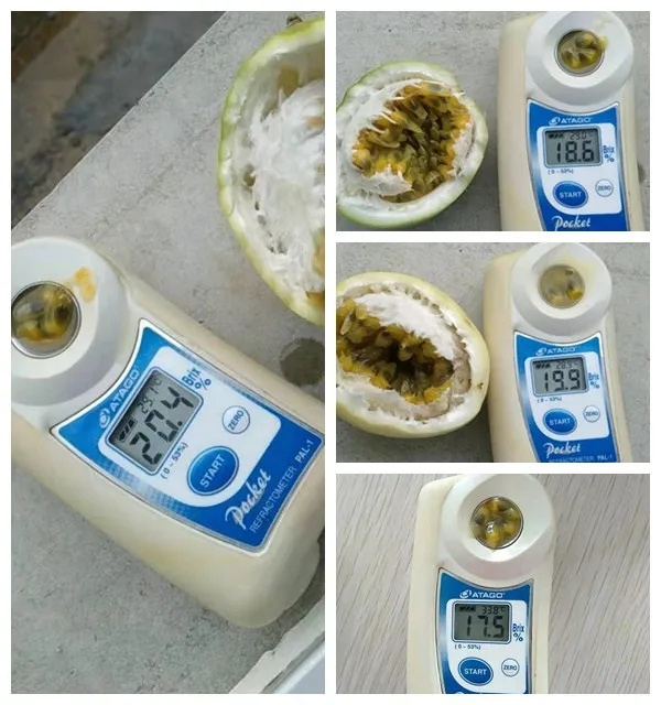 尝鲜正当时！渔小觅·钦蜜百香果用甜蜜点亮你的夏天