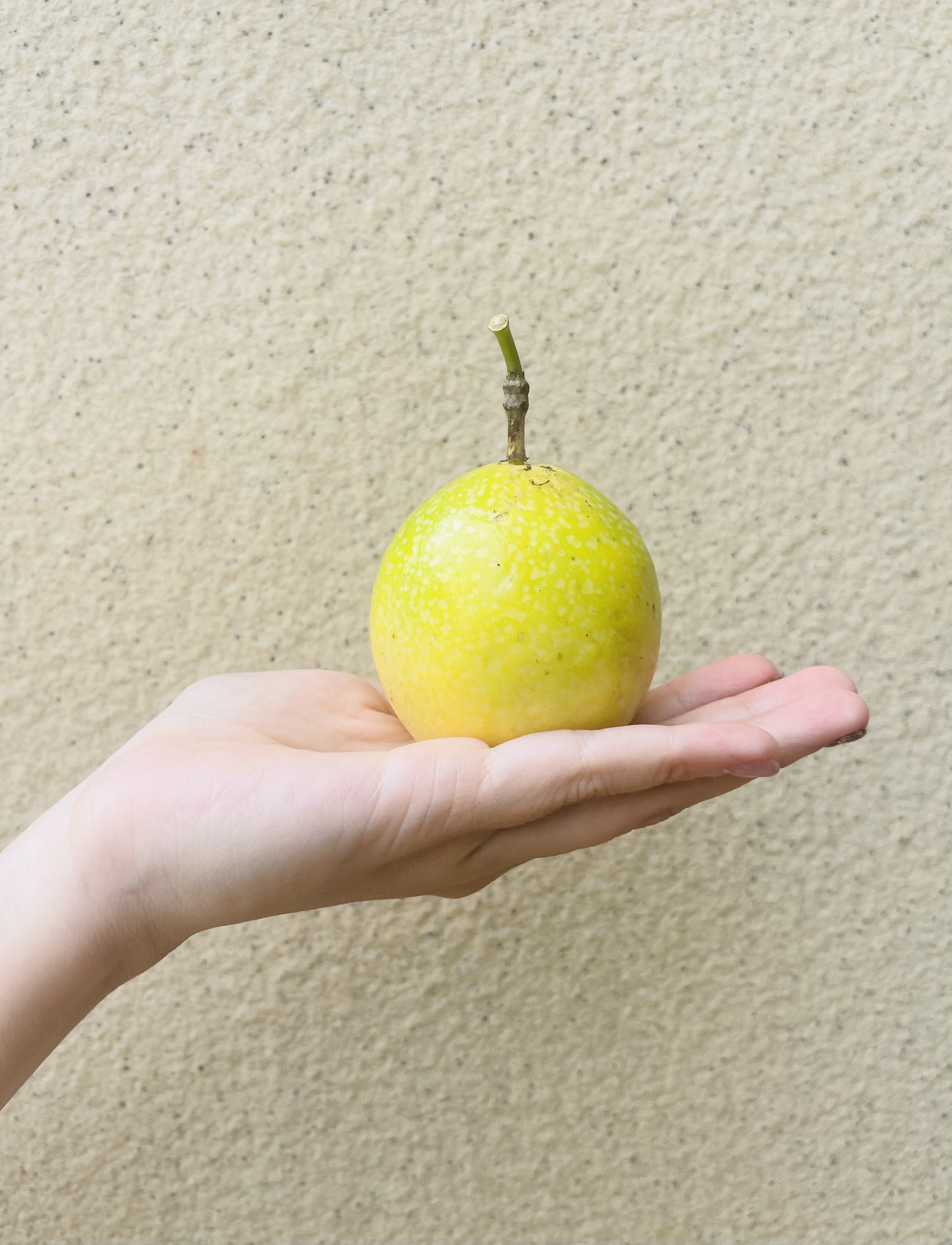 渔小觅百香果：舌尖上的黄金小太阳，甜过盛夏的诗人