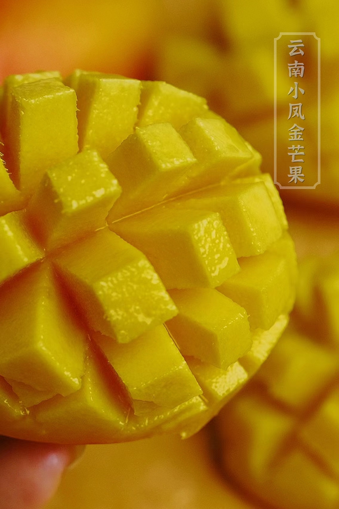 迦密山小金凤：藏在阳光里的甜，薄如蝉翼的核