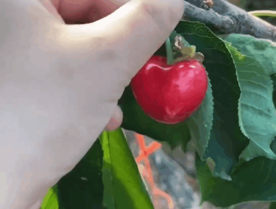 沙蜜豆之金鼎红樱桃：北纬39°的夏日甜蜜馈赠