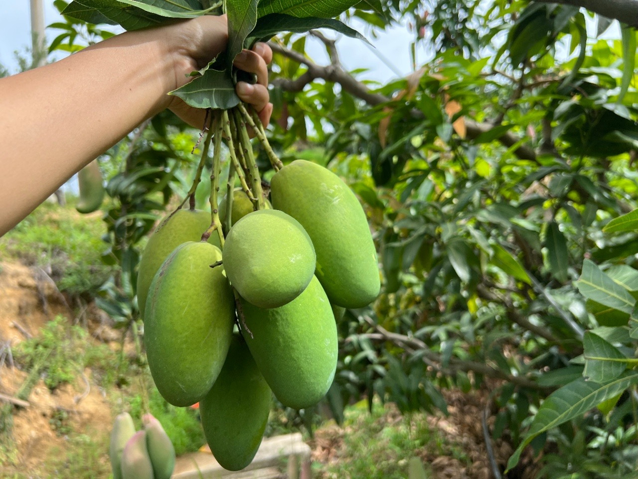 青衣仙子半坡阳光·椰香芒：攀枝花山间的椰奶香吻