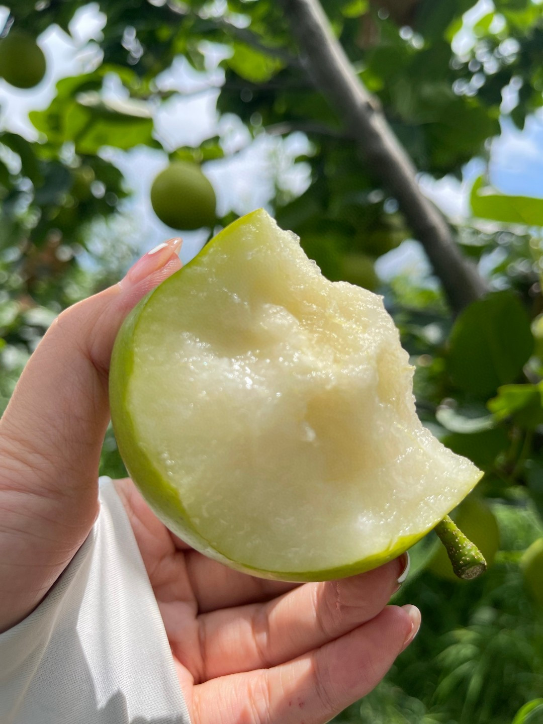 咬一口斑花雪梨，尝尽三百年山泉清甜