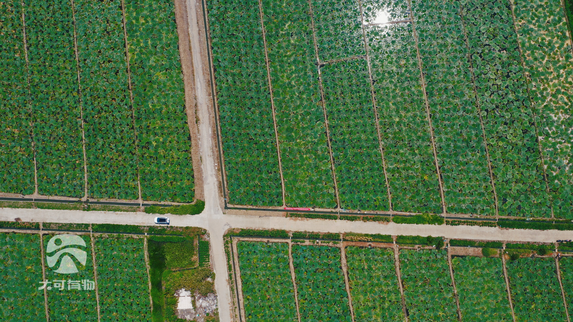 苏州鸡头米：千年水泽的温柔馈赠