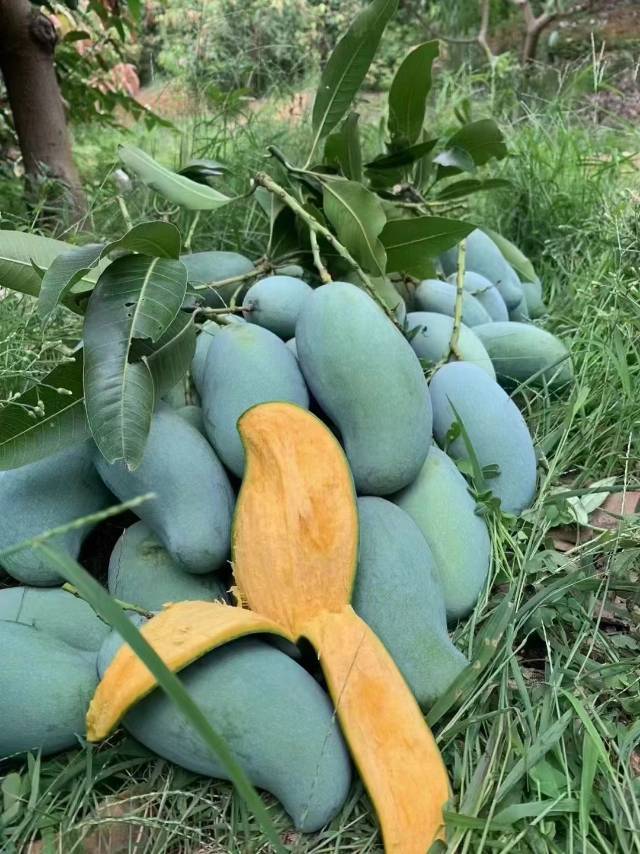 18.8元抢”芒果之王”老树桂七芒！这口甜蜜值得您等待