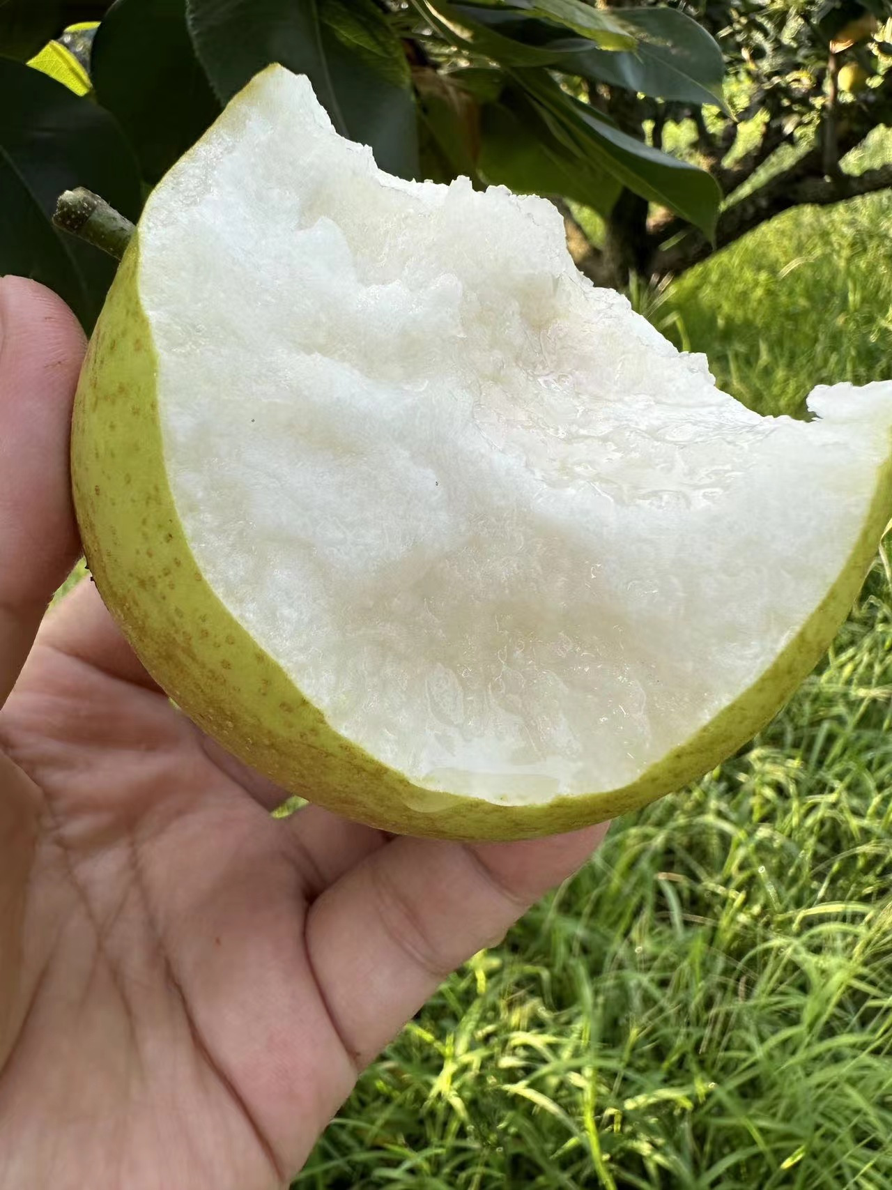 【标题】尝鲜正当时！砀山老树蜜梨现摘直发，清甜爆汁解暑良伴