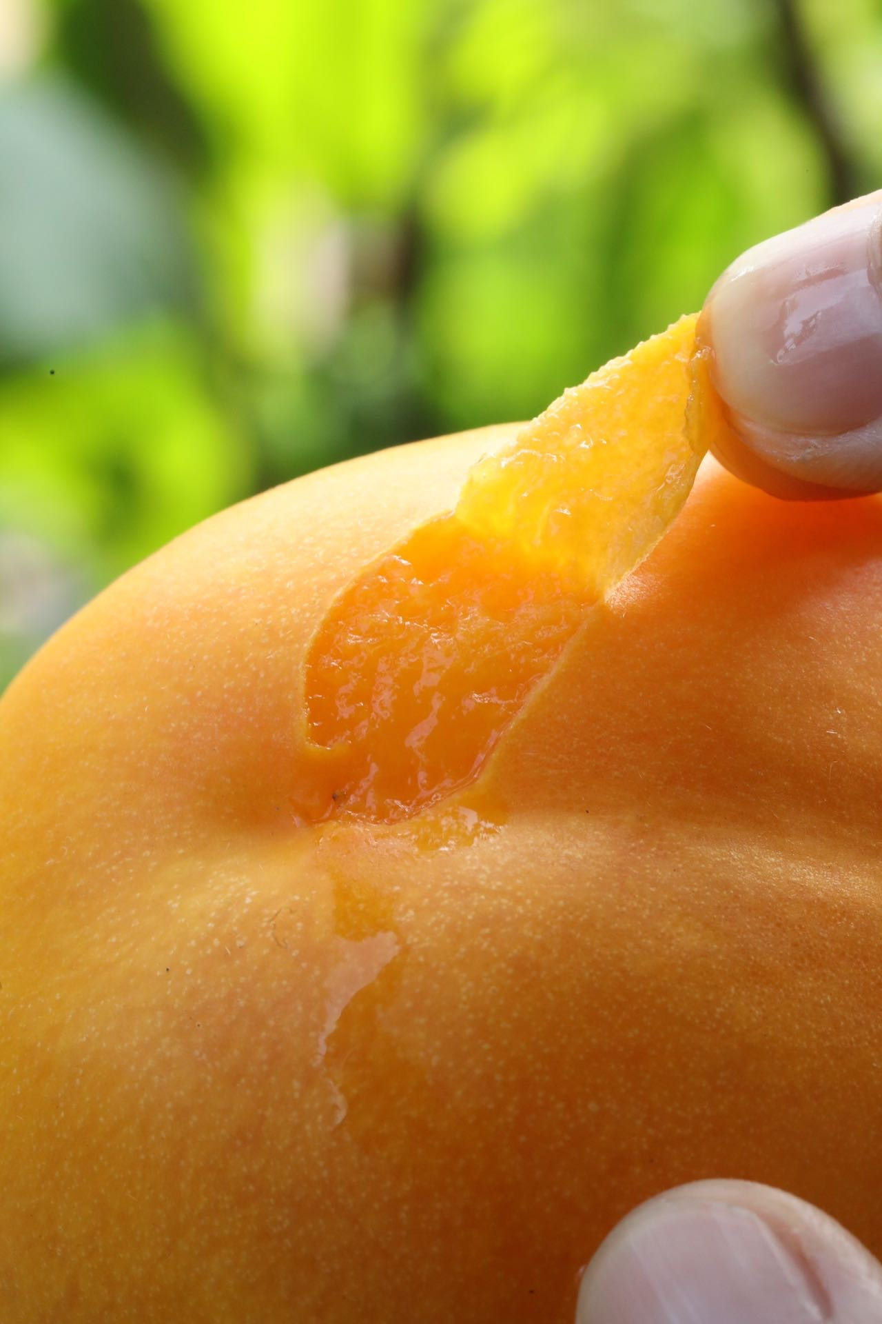 咬一口蜜桃，尝五千年华夏的甜