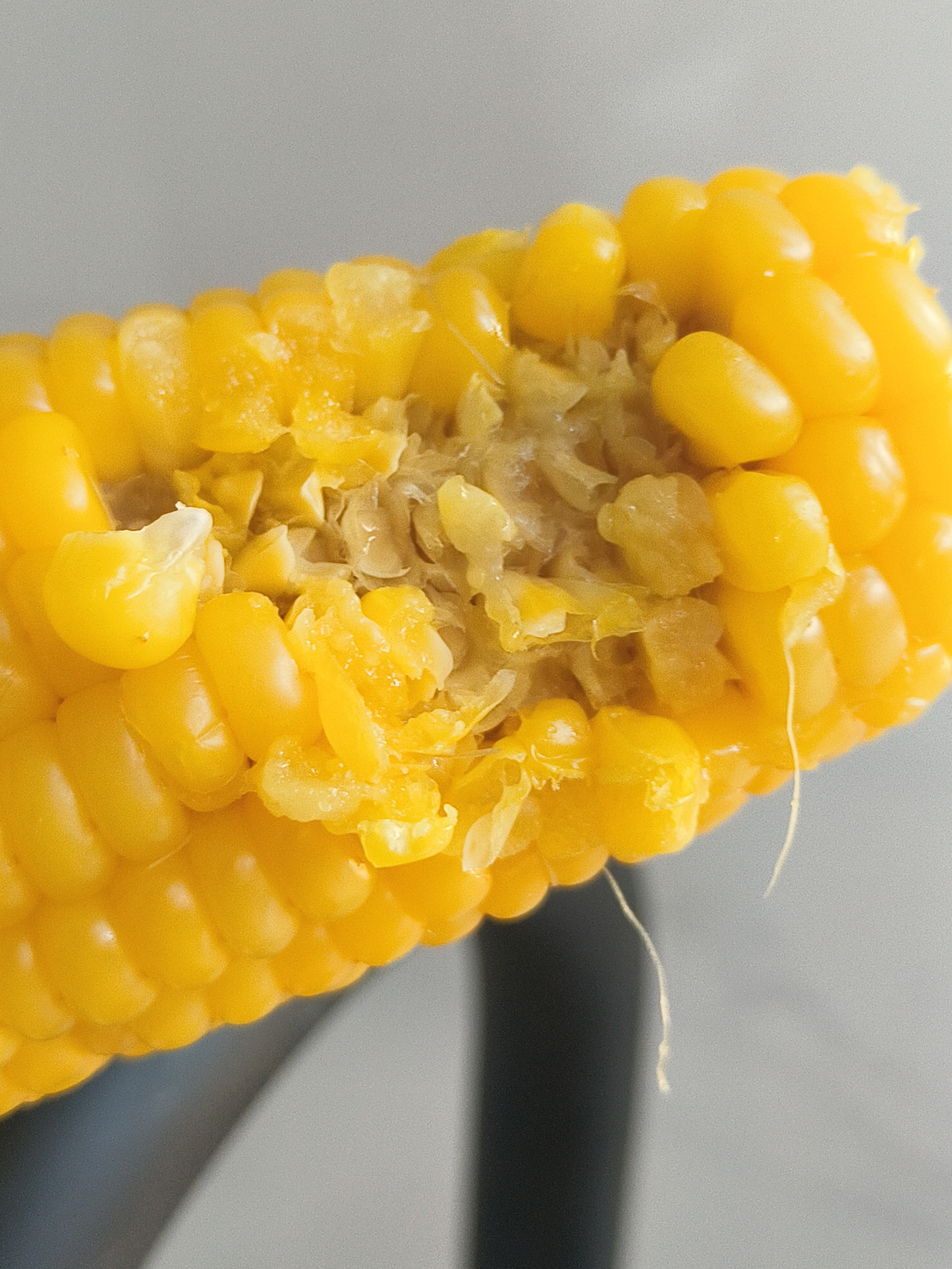 渔小觅金糯香玉米：北纬41度的童年密码