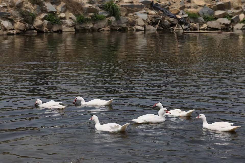 林小丫姜母鸭：一口传承，一味真心