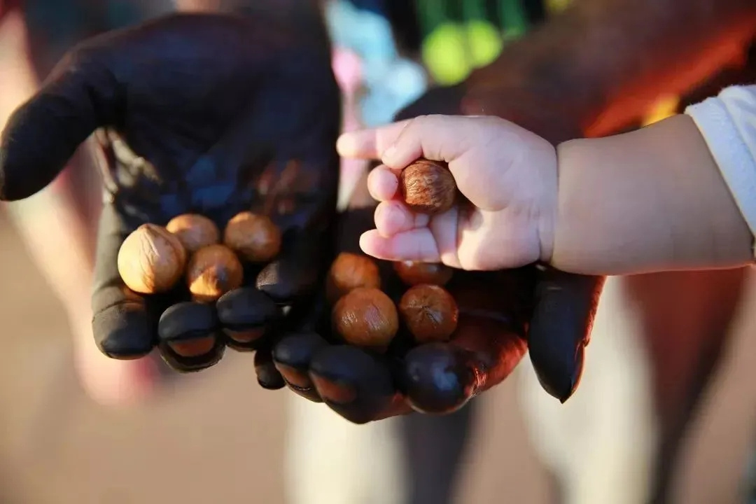 秋日竹竿摇落的黄金：2025年临安山核桃仁