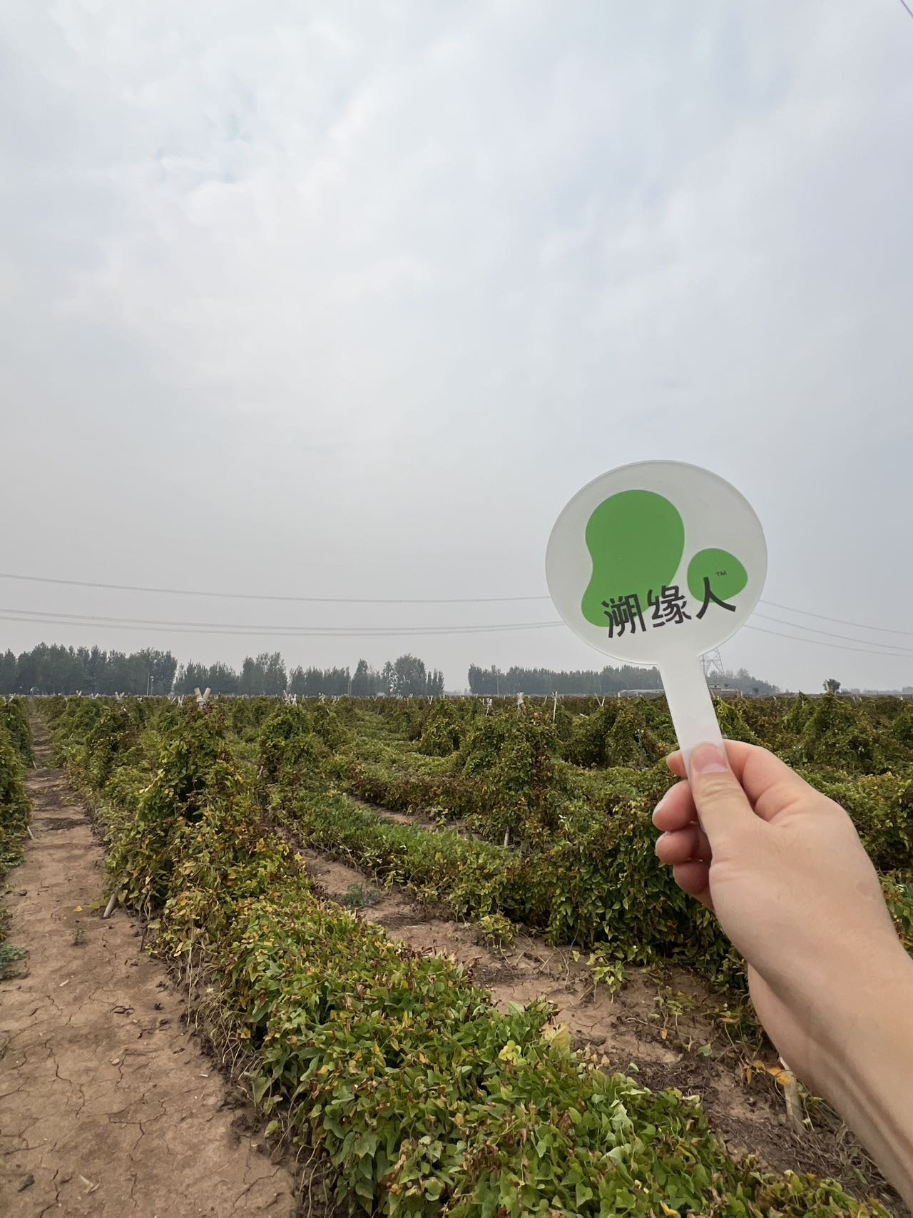 霜降里的土地诗篇：温县垆土铁棍山药与二十四代的坚守