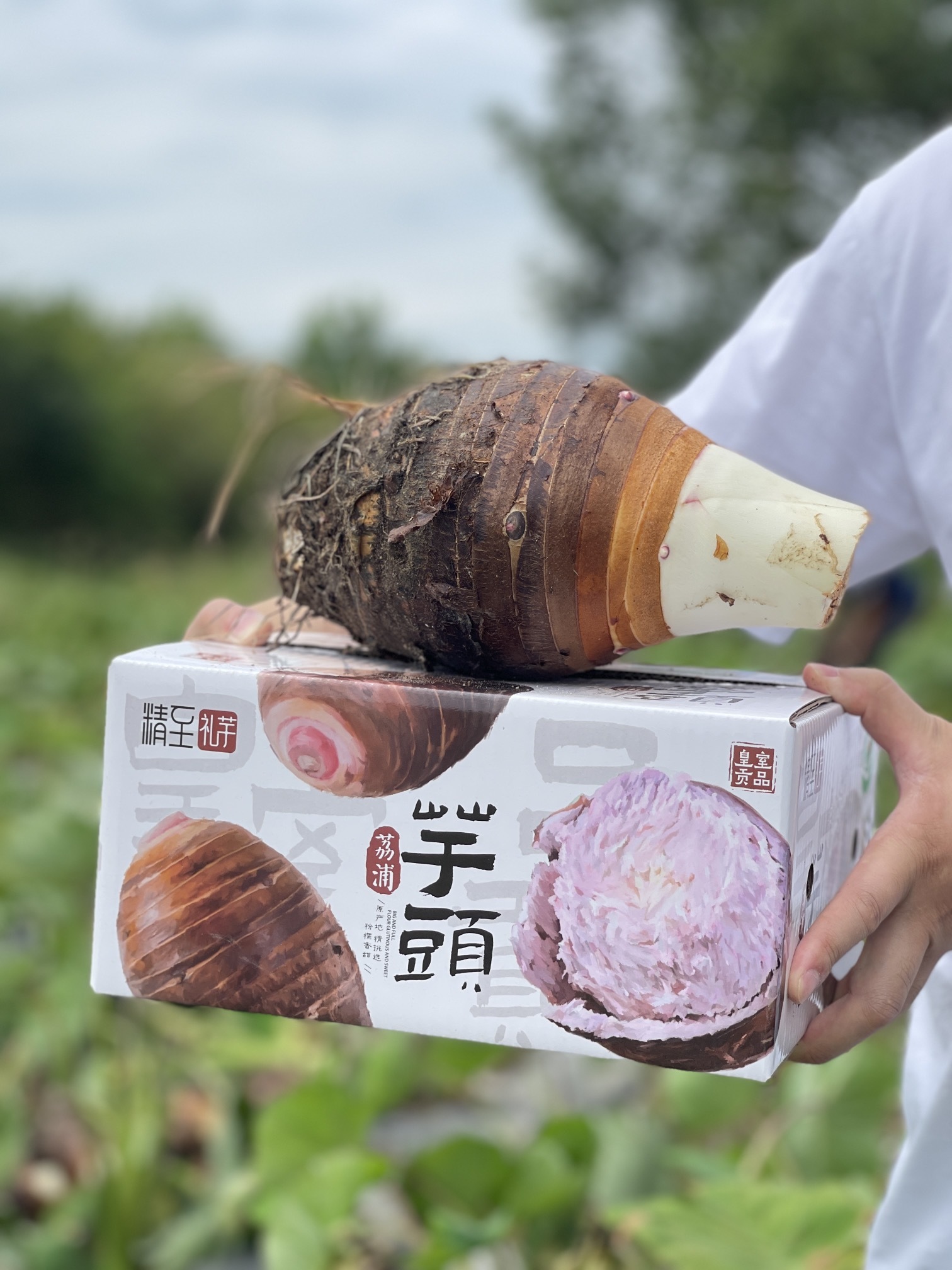 荔浦芋头：一块落在民间的御膳贡芋