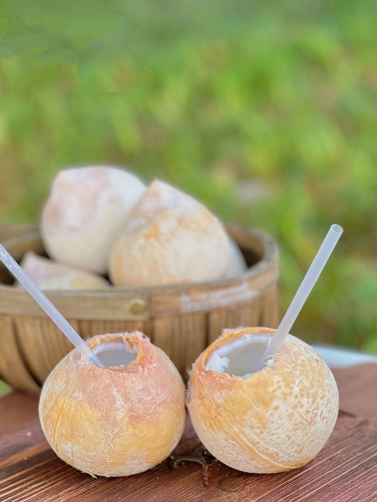 泰国椰皇：树梢坠落的甘甜宇宙