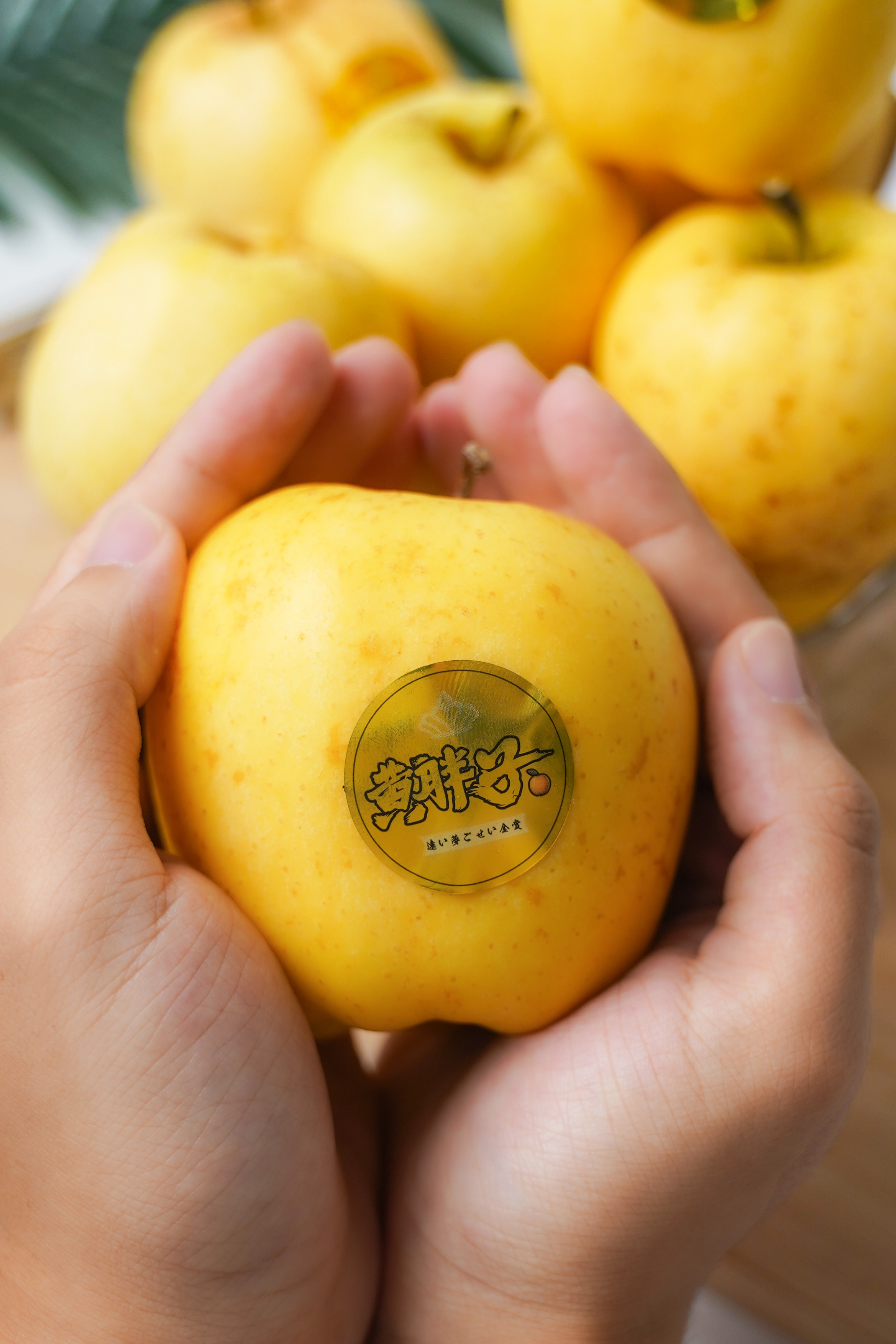 黄胖子维纳斯：遥远的香气唤醒味蕾