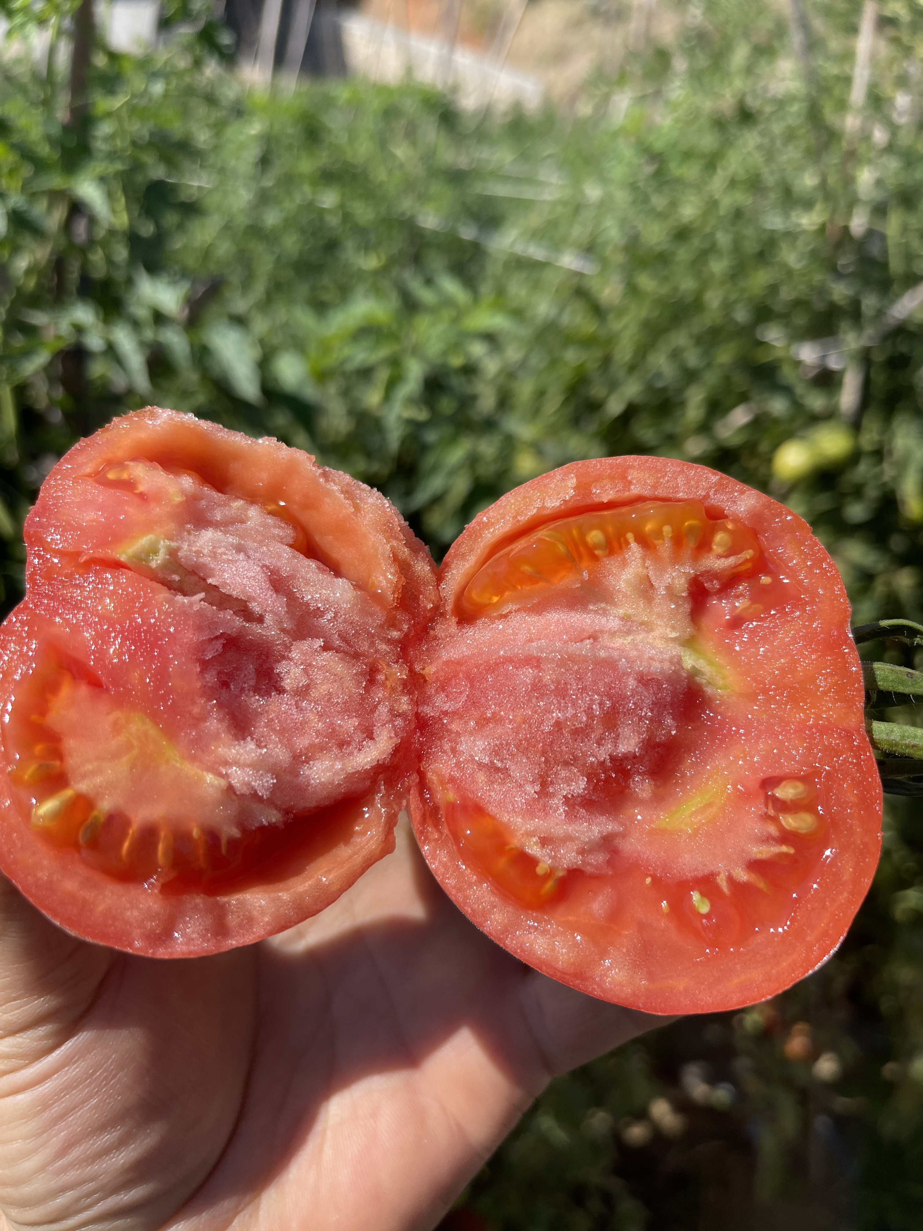 攀枝花的阳光，是一种可以吃的温柔