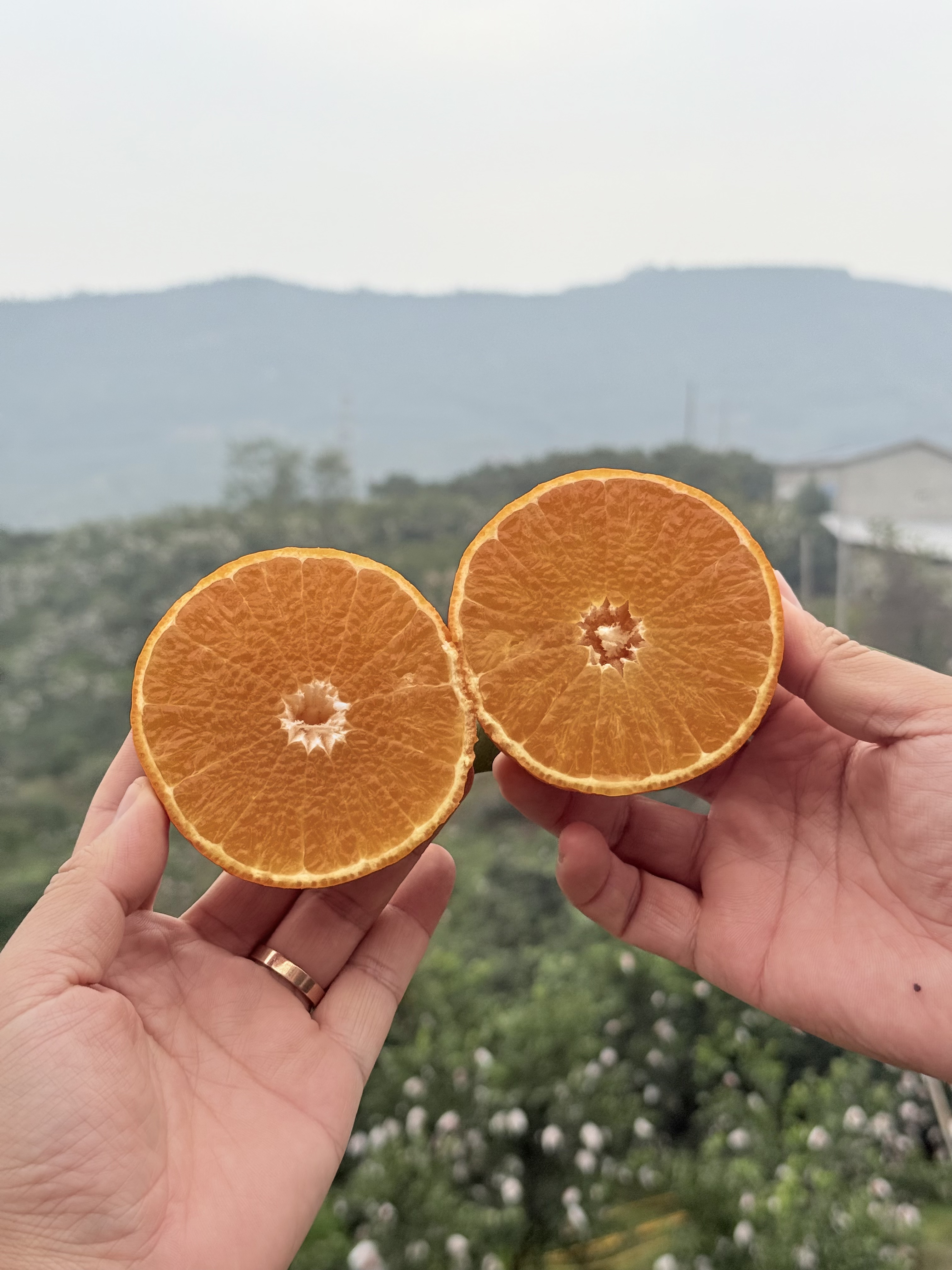 一颗讲缘分的爱媛果冻橙：诗意里的甜蜜之约