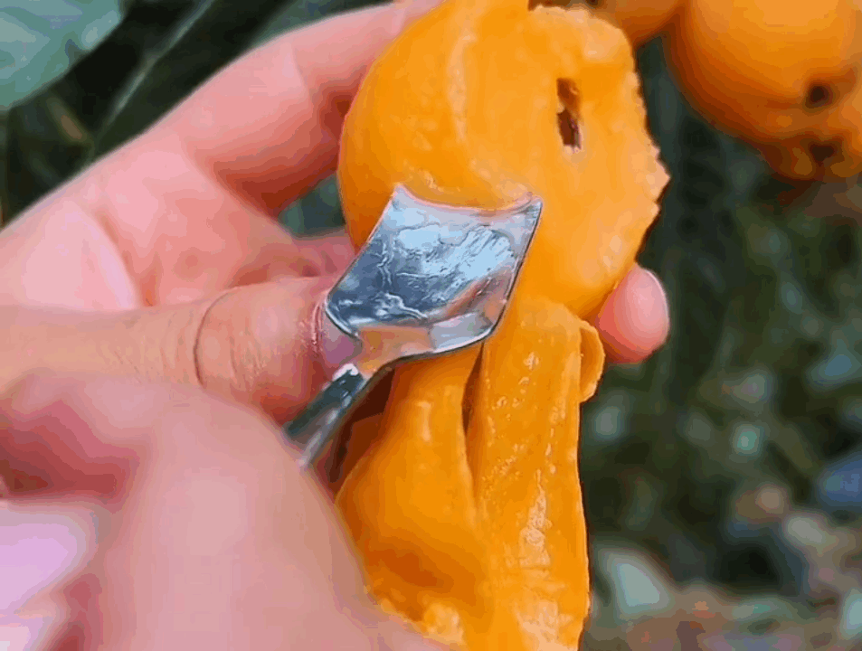 寻拾·蒙自长虹枇杷：冬日里的黄金甜蜜