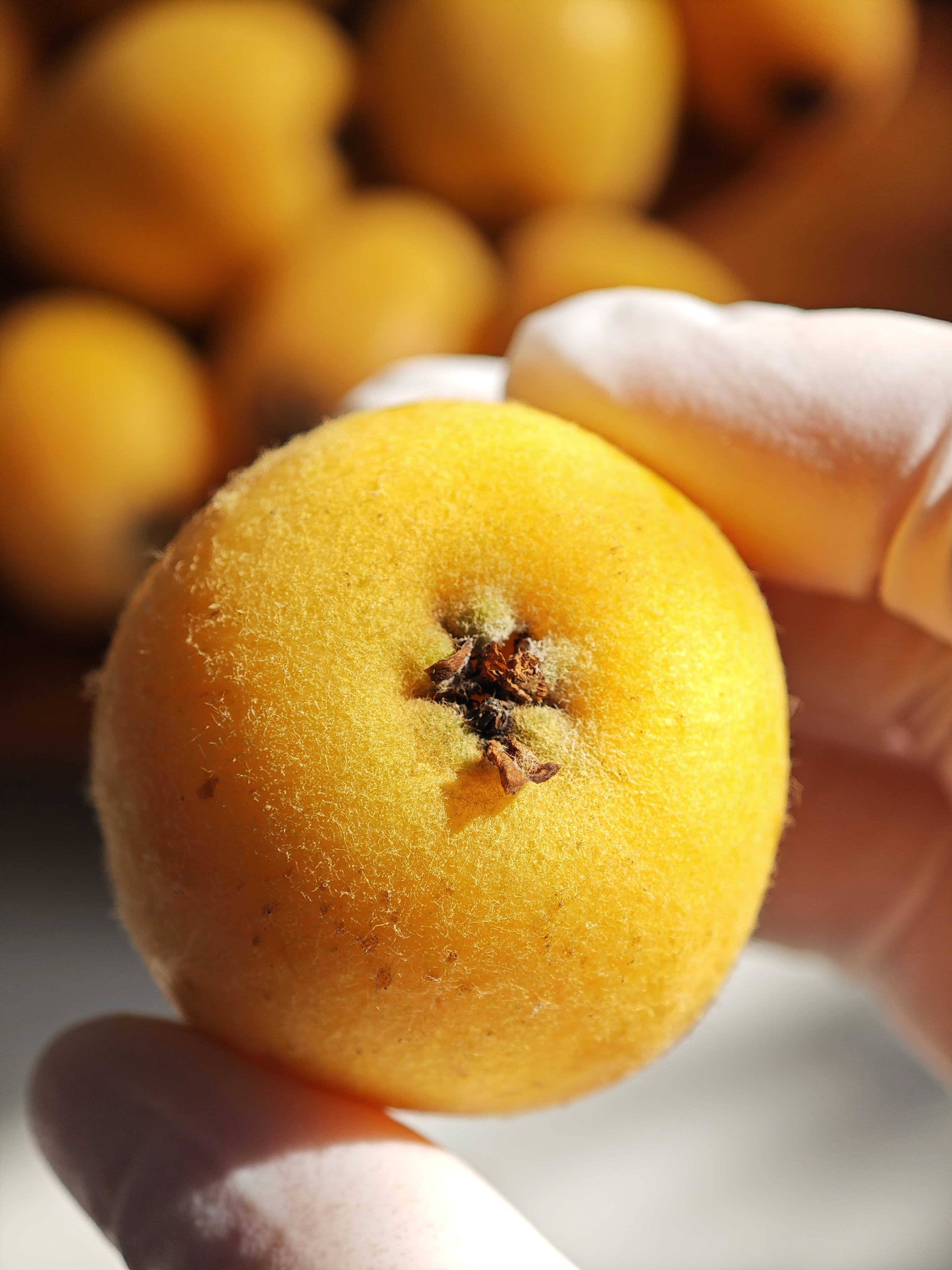 『寻拾·蒙自长虹枇杷』：冬日里的一口黄金温柔，润肺又润心