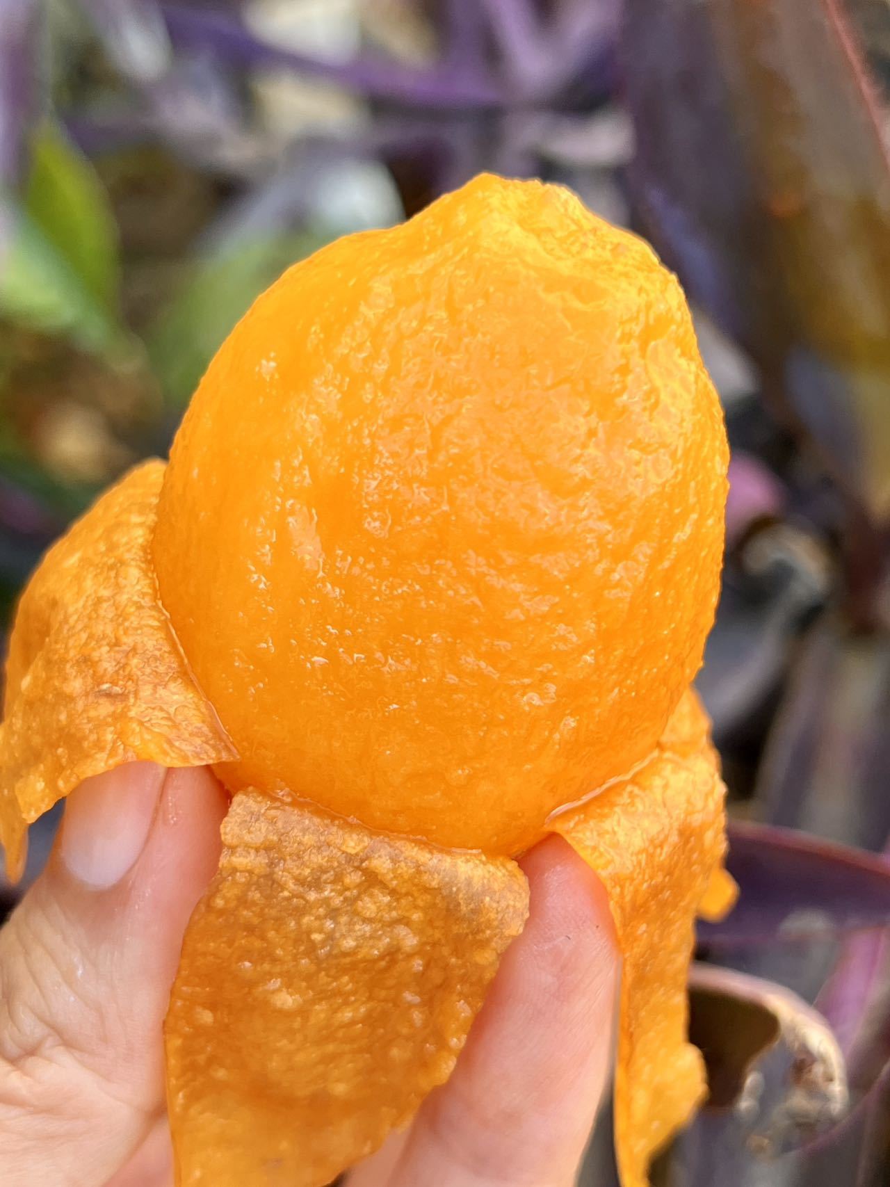 寻拾·蒙自长虹枇杷：每一颗，都是冬日的温暖慰藉