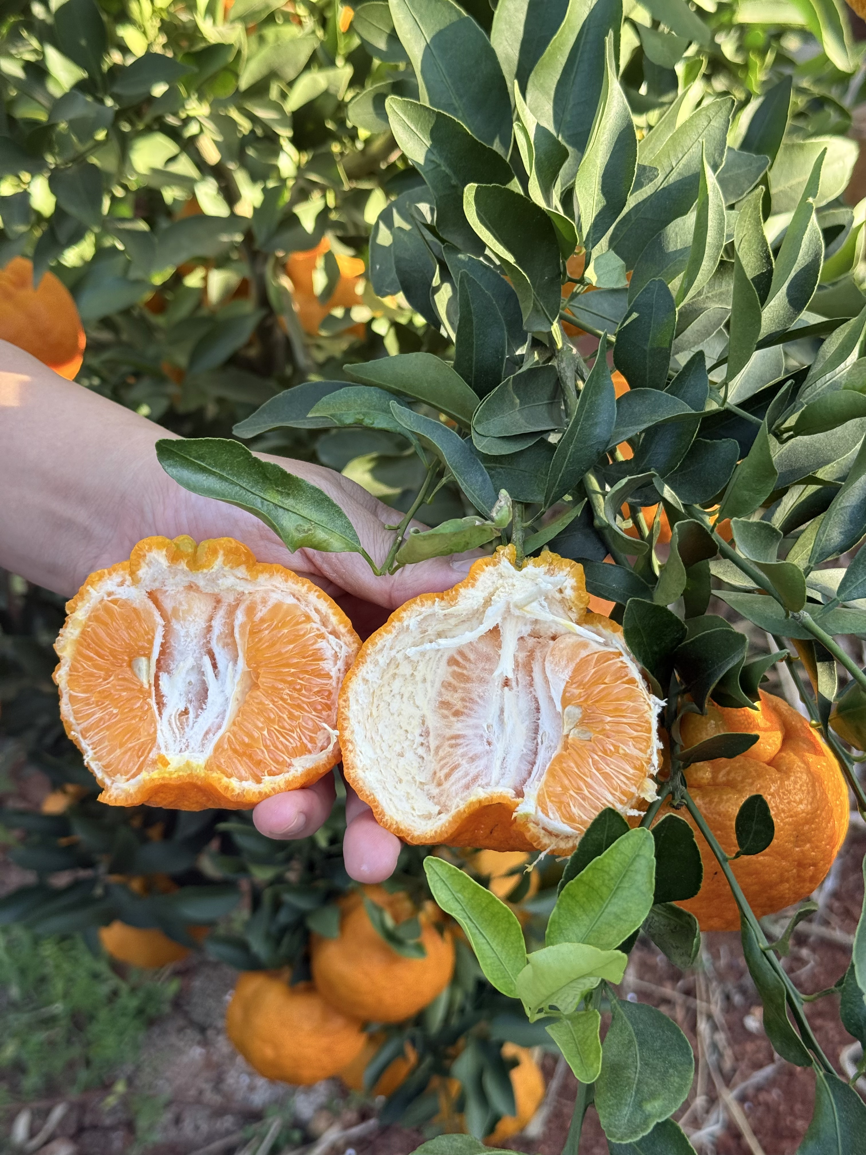 一颗椪柑的旅行：从山间到舌尖