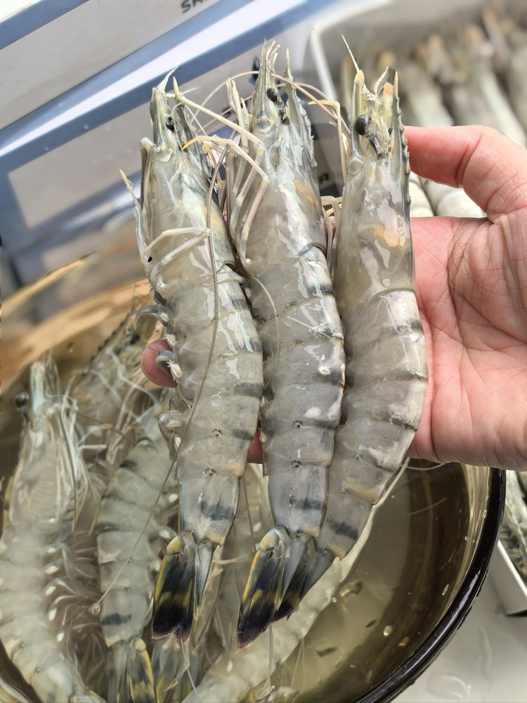 黑虎虾的餐桌哲学：当米其林遇上海洋的馈赠