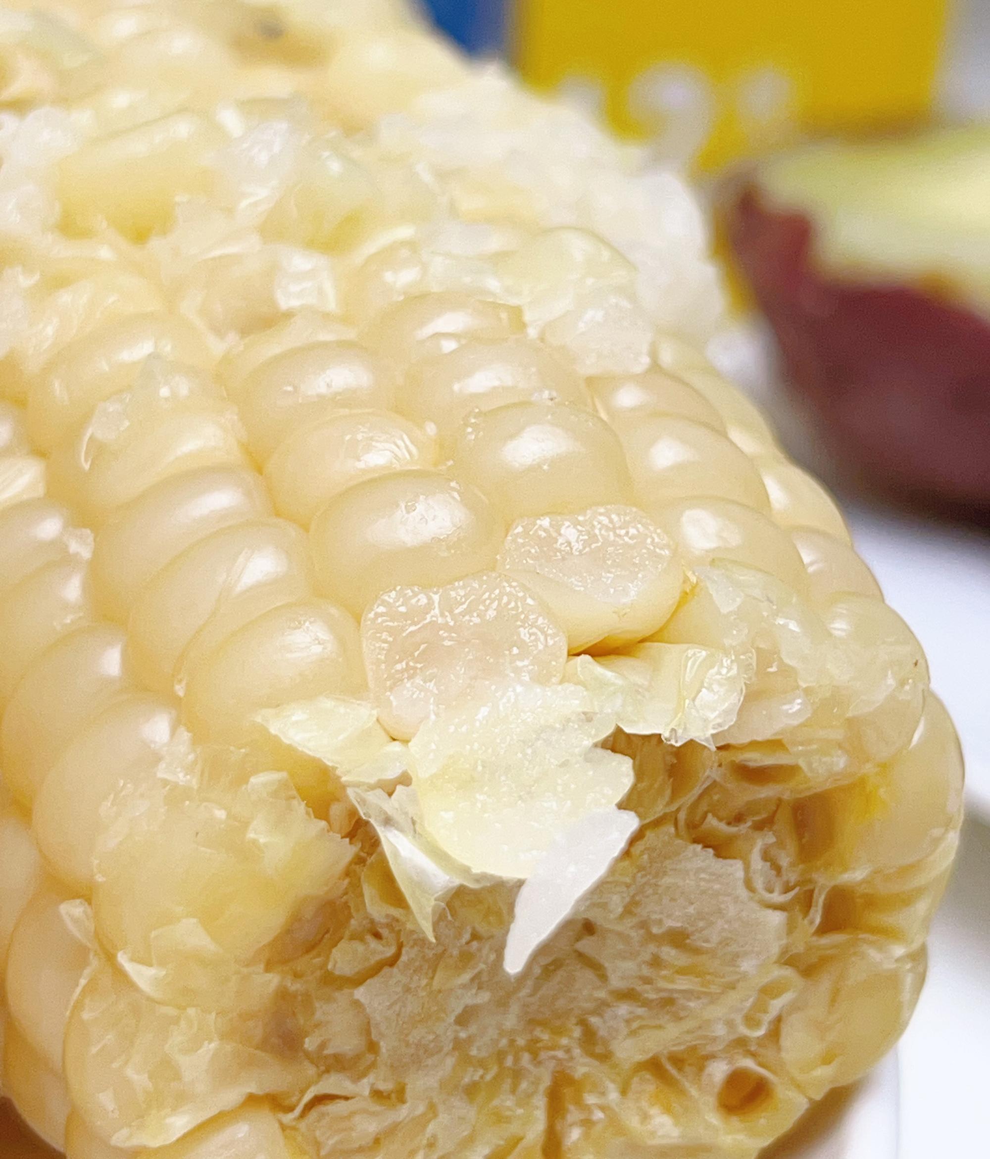 蒙农甜+糯白玉米：北纬43°的黄金馈赠，一口甜糯锁住草原的清晨