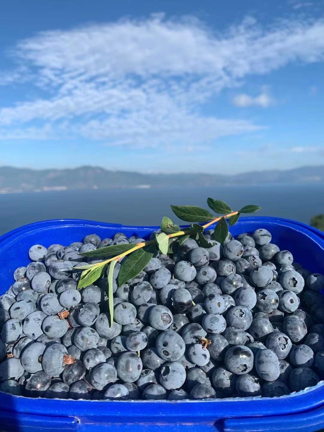 渔小觅蓝莓 | 一颗会“爆破”的甜，懂你的不将就